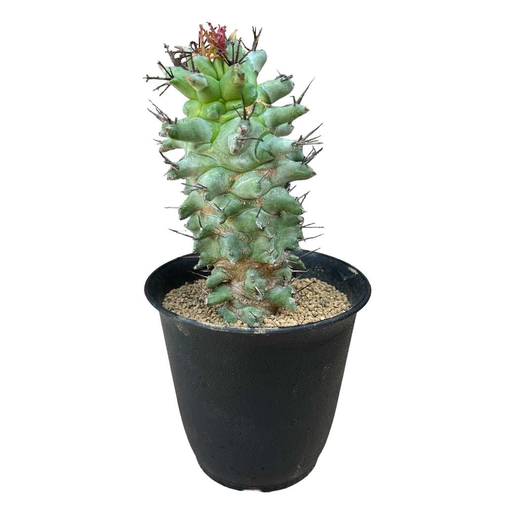 ユーフォルビア ホリダ モンスト Euphorbia horrida f. monstruosa